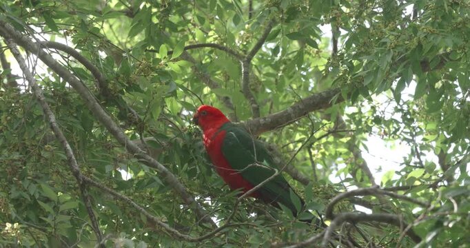 a side view clip of a male australian king parrot perching on a tree branch and feeding on seeds on the nsw central coast of australia