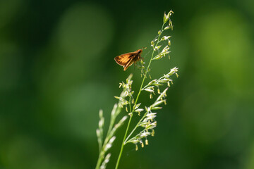 Obraz premium brown butterfly is perched on the mature seed stalk of native grass