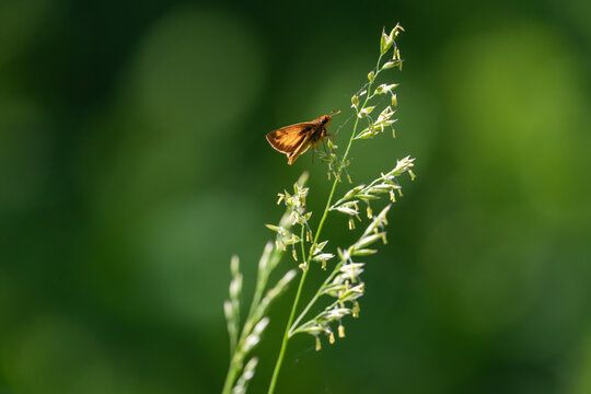 brown butterfly is perched on the mature seed stalk of native grass