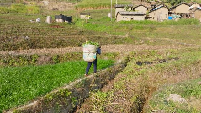 Farmer Carrying Large Basket Through Terraced Fields Near Rural Village