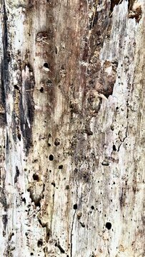 Wood damaged by bark beetles and termites with holes and tunnels. Close-up texture of decayed timber. Distressed wood