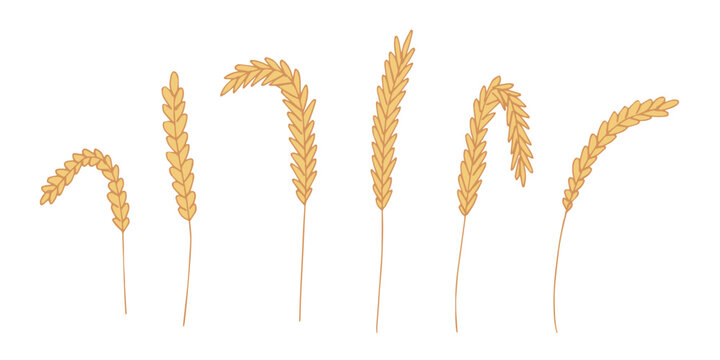 Set of hand drawn cereal wheat oat rye barley rice ears spikelet clipart Organic wheat bread agriculture farming harvest healthy food Single element for design print packaging label decor