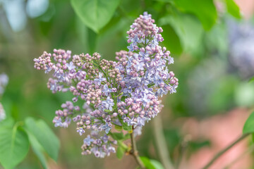 Fototapeta premium Romantic lilac branch with bloom, bouquet suggestion, perfumed atmosphere and rustic harmony, evokes nostalgia and meditative calm for product packaging or lifestyle imagery
