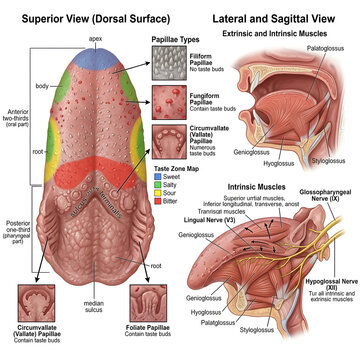 Anatomical illustration of the human tongue showing taste buds and internal structure