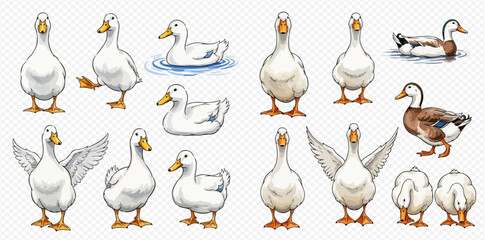 Set of cartoon ducks and geese in various poses, including swimming, standing, and with wings spread, isolated on a transparent background. © Ytaja