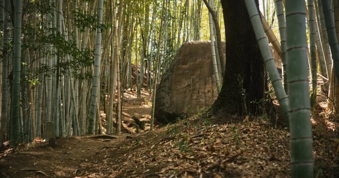 Smooth steady cam shot over dirt path towards large rock in bamboo grove - wide