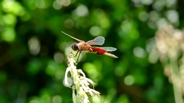 Dragonfly Resting on Dry Stem in Green Nature
