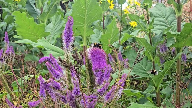 Several bumblebees flying and gathering nectar from beautiful purple veronicastrum virginicum flowers