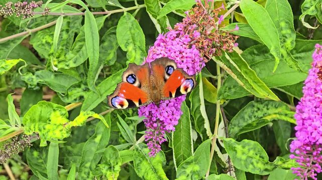 European peacock butterfly with colorful wings collecting nectar from a purple buddleia flower