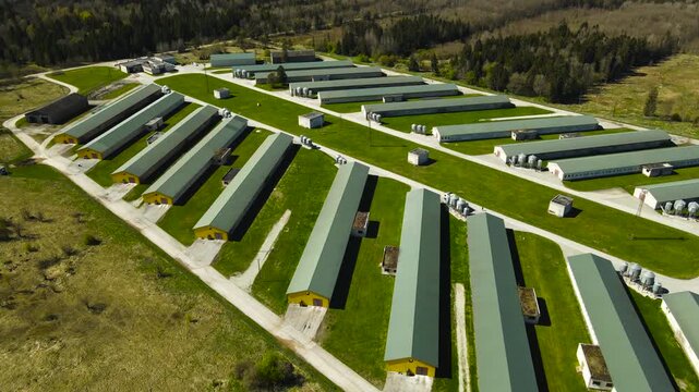 Aerial perspective of a large industrial poultry farm with multiple long chicken houses and broiler sheds for breeding and raising poultry for meat production on a sunny day in a rural area