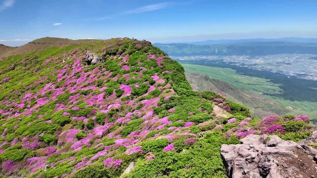 天狗の舞台から見える阿蘇のミヤマキリシマ