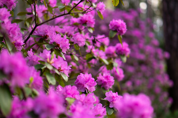 Fototapeta premium Vibrant purple rhododendron bush blooming in a park. Horizontal spring landscape featuring lush flowers, rich colors, and the natural beauty of a garden setting.
