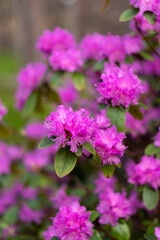Obraz premium Close-up of a vibrant purple rhododendron flower in bloom with a soft blurred background. Vertical floral composition highlighting delicate petals and spring beauty.