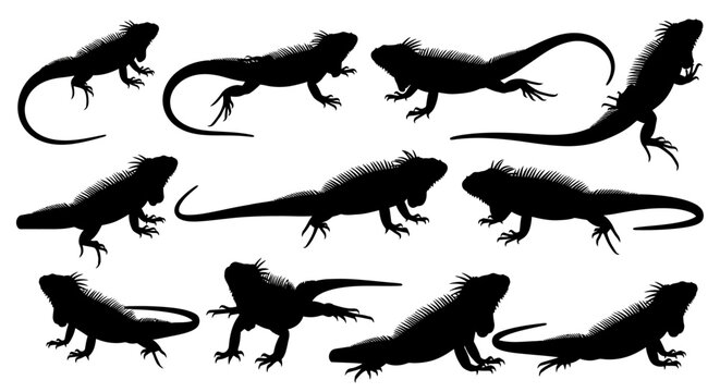Various lizards are shown in different poses on a white surface in image-234.ai