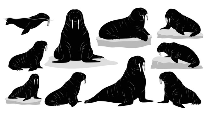Several walruses are depicted in various poses on ice floes in the Arctic Ocean.
