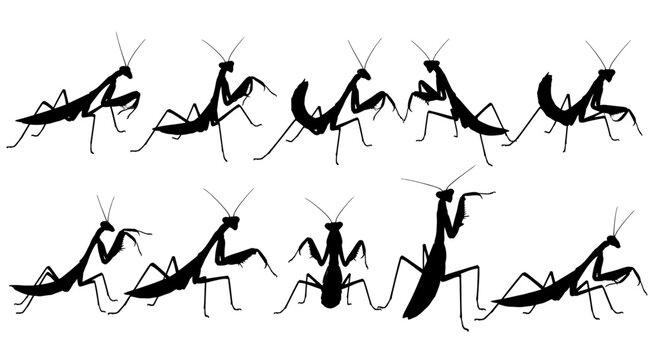 A group of various insects, specifically multiple praying mantis, are depicted in different poses and movements on a plain surface, showcasing their unique features.