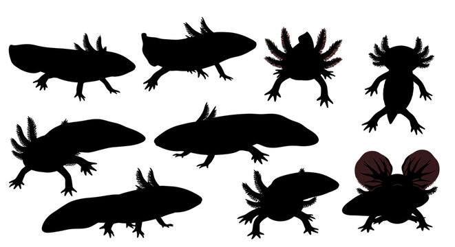 A collection of various amphibian silhouettes including salamanders and frogs with one colorful frog illustration on a white background