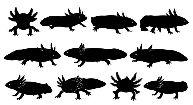 Silhouettes of various axolotls are walking in different directions on a clean surface.