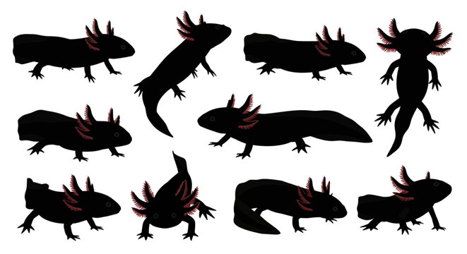A group of salamanders are gathered together in different poses and movements on a surface.
