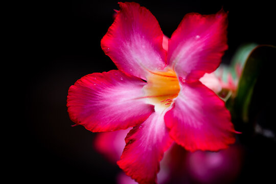 Vibrant pink Adenium desert rose flower with yellow center and water droplets on petals, macro shot against dark background.