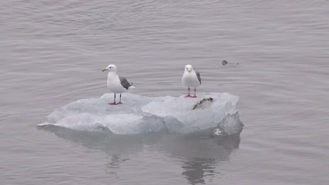 a pair of glaucous-winged gulls stand on an iceberg at glacier bay, alaska of the usa