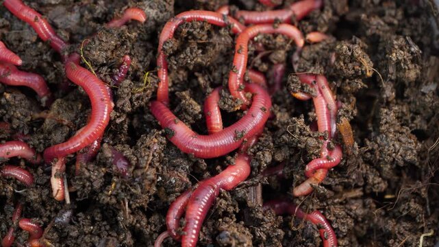 Red Earthworms Wriggling in Moist Soil