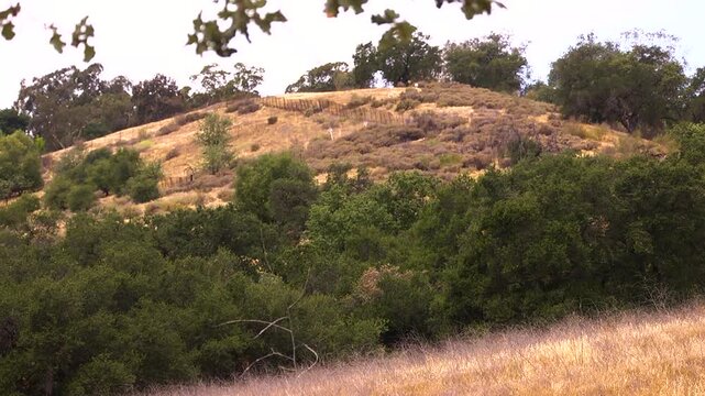 Wide shot of dry brush hillside