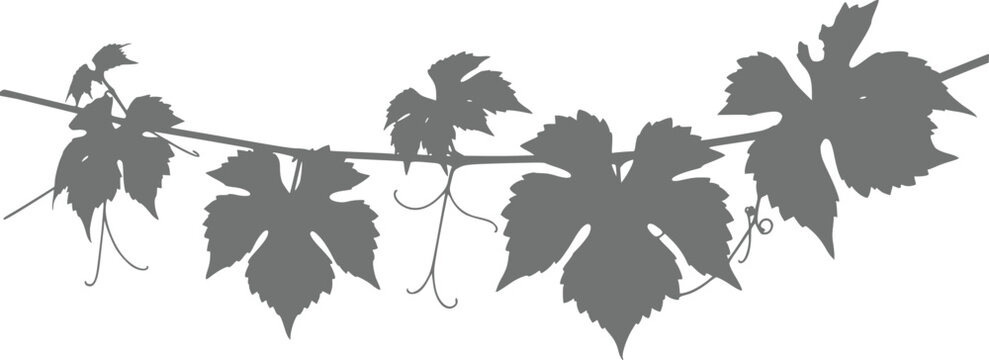 A minimalist grey silhouette of a grapevine branch with detailed leaves and curling tendrils isolated on a plain white background, decorative and botanical