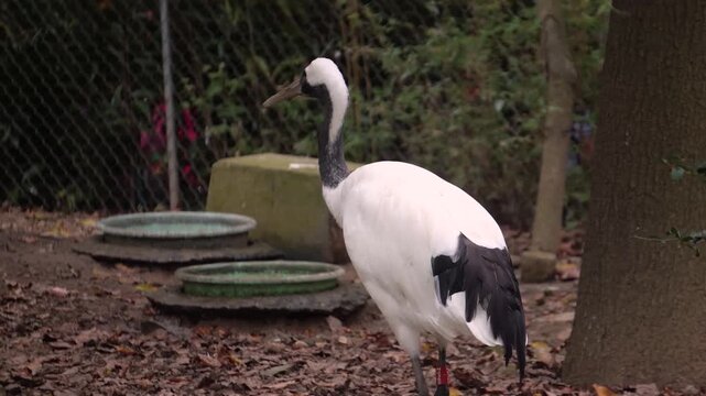Red-crowned crane drinking at shallow pond in fenced enclosure
