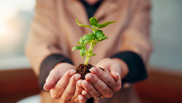 Business, plant and hands of person with soil for eco friendly project and resource management in office. Corporate, employee and palm with sprout for sustainability, commitment and company growth