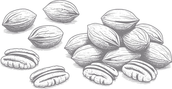 Hand-drawn of whole and shelled pecans on a white background