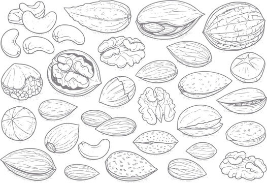 Hand-drawn of assorted nuts and seeds on white background