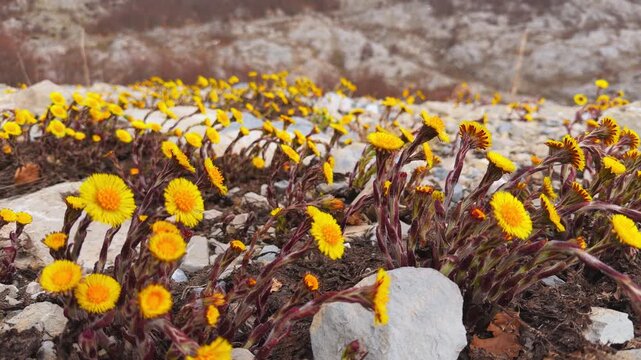 Bright yellow coltsfoot flower blooming among stone on rocky ground in early spring, vivid wild medicinal herb, fresh seasonal bloom, scenic mountain flora, cheerful springtime nature