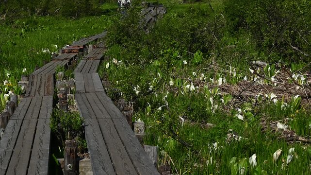 木道と水芭蕉の群生地　尾瀬ヶ原　2026年6月撮影　2026年6月撮影　日本