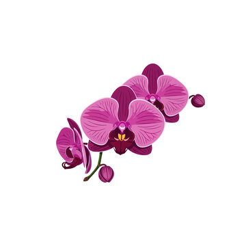 Pink Orchid Flower Blooming Plant.