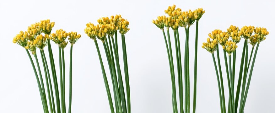 Several clusters of blooming yellow Allium Moly flowers with tall green stems