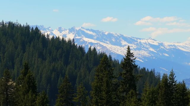 Aerial view of snow-capped mountain peaks rising behind a dense evergreen forest under a clear blue sky in the Swiss Alps Grisons, Switzerland.