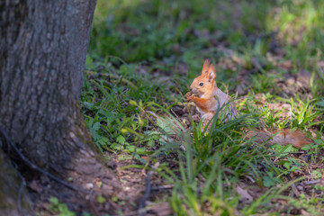 Squirrel gathers food. Red squirrel searches leaves. Squirrel explores woods for food. Red squirrel forages and stores seeds beneath shady trees in warm park atmosphere © beholdereye