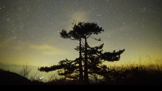 Lone Pine Tree Silhouette Under Starry Night Sky