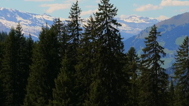 Aerial view of a dense pine forest with majestic snow-capped mountains under a clear blue sky in Grisons, Switzerland.