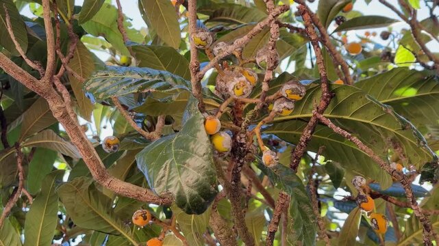 Loquat Tree Branches with Orange Fruits and Lush Green Leaves Closeup