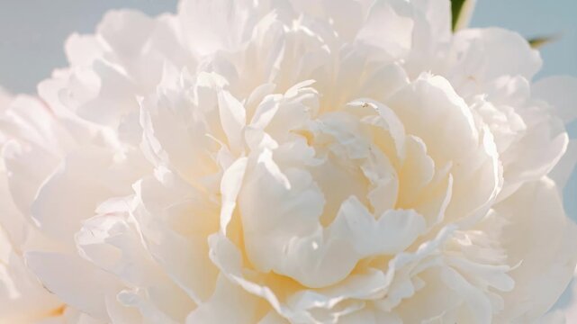 Lush white peony flower with delicate ruffled petals against pale blue sky