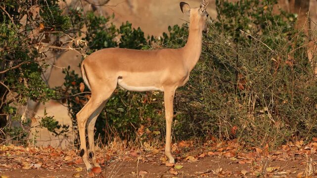 A female impala antelope (Aepyceros melampus) feeding on a bush, Kruger National Park, South Africa