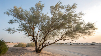 Fototapeta premium Lonely desert tree standing in golden sand dunes at sunset with warm light