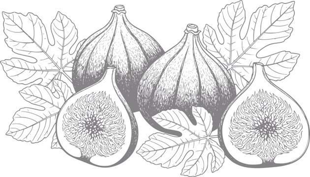 Hand-drawn of ripe figs and leaves, a healthy fruit