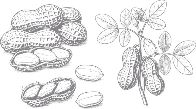 Hand-drawn of peanuts and peanut plant