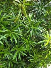 Fototapeta premium Beautiful green leaves background of an ornamental garden plant.