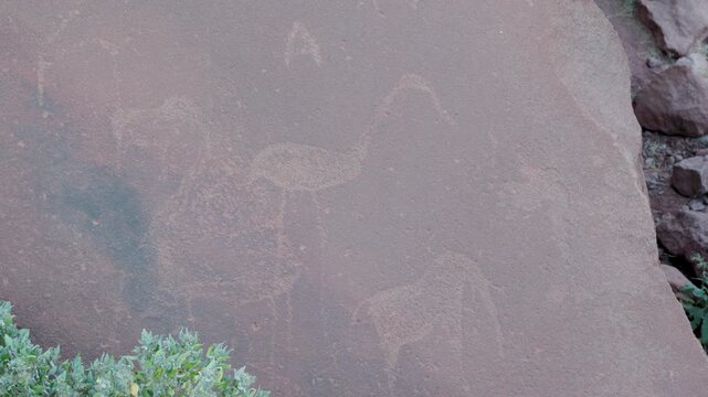 a tilt up clip of rock carvings of an elephant and flamingo at twyfelfontein in namibia, africa