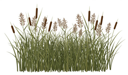 Dense Scirpus Reeds Realistic Vector Landscape Element Wetland Aquatic Plant Illustration © ajgar