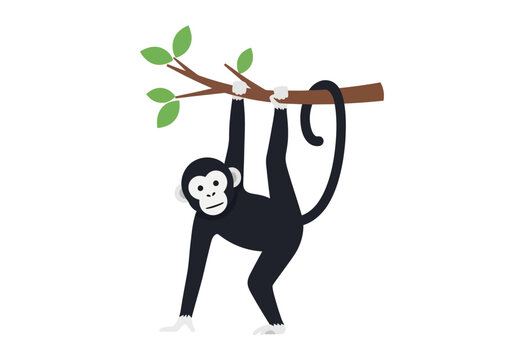 Cute black monkey hanging from a tree branch.
